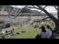 Sewaritei 背割堤 CHERRY BLOSSOM サクラ Yodogawa Riverside Park Yawata Kyoto Sewaritei 背割堤 CHERRY BLOSSOM サクラ Yodogawa Riverside Park Yawata Kyoto