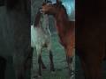 #pferdeliebe #pferde #horsepower #horselover #horseriding #beautifulnature #amezing #viral #foryou