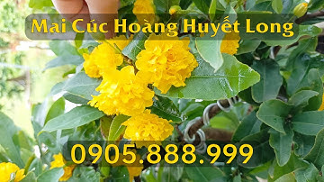 Giống Mai Không Nhị Cúc Hoàng Huyết Long | Vườn Mai Hoàng Long