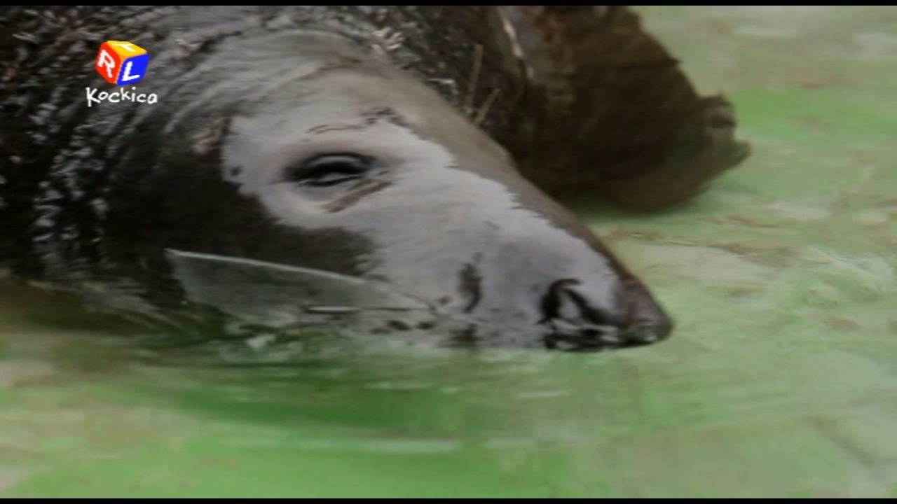 Idemo u Zoo: Čunjasti tuljan