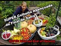 SUPER Colheita Abençoada & Orgânica de Final de Safra / SUPER Organic Blessed End of Harvest