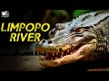 यहाँ के जानवर दिखाते है अपनी ताकत | लिम्पोपो नदी - Limpopo River | World Documentary HD
