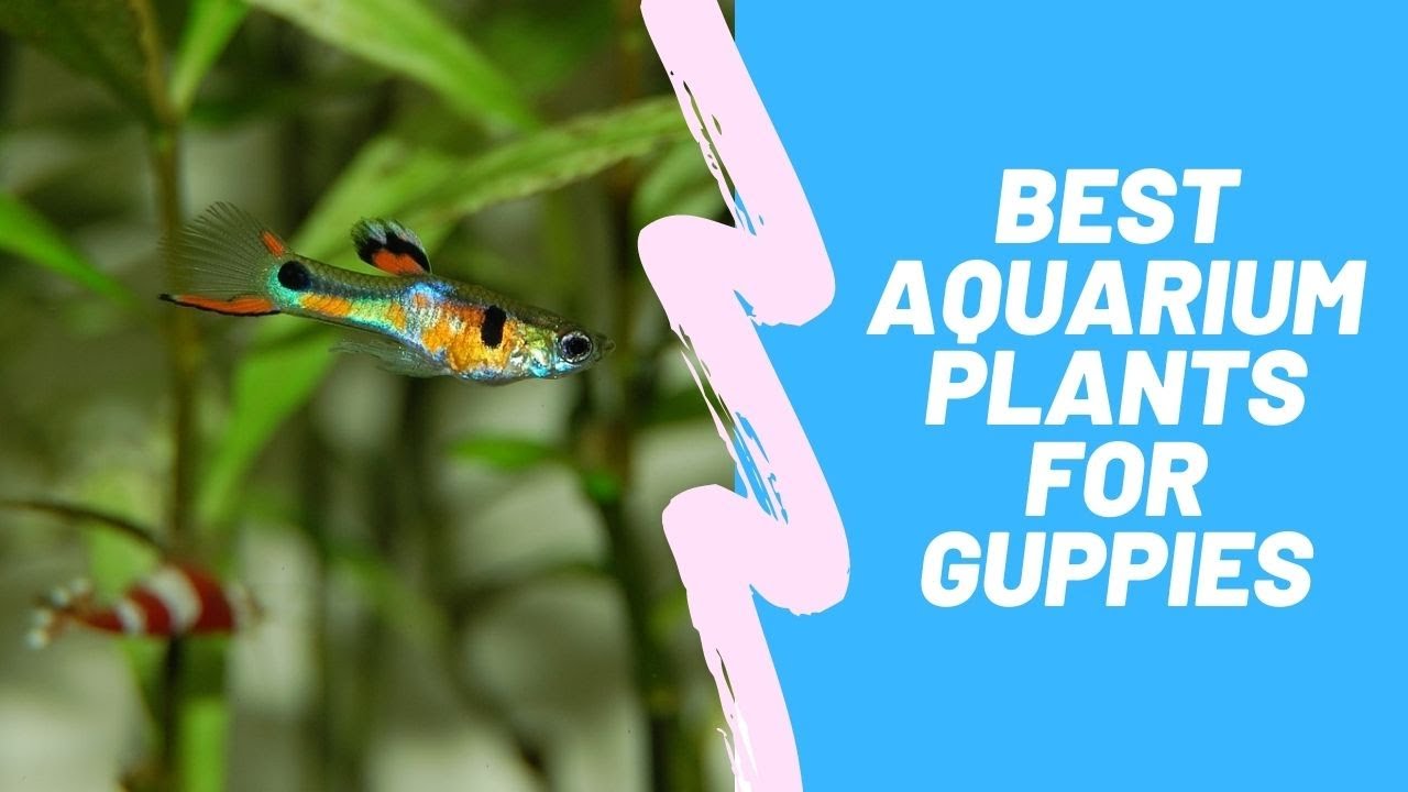 best aquarium plants for guppies YouTube