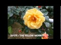 カナリヤ/THE YELLOW MONKEY cover Nachi