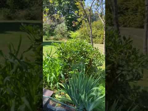 Backyard Garden - YouTube