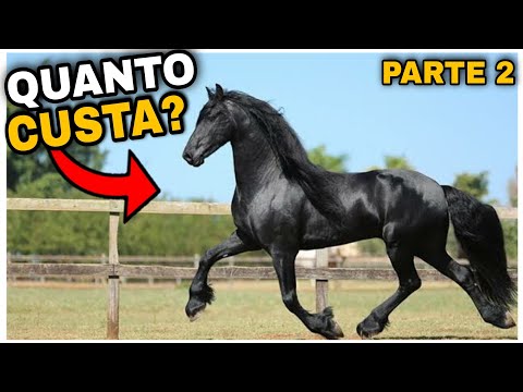 Vídeo: Raça De Cavalo Cubano Paso Hipoalergênico, Saúde E Longevidade