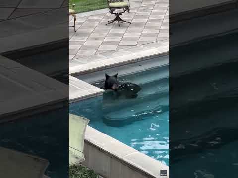 Bear frolics around in mansion's pool #Shorts