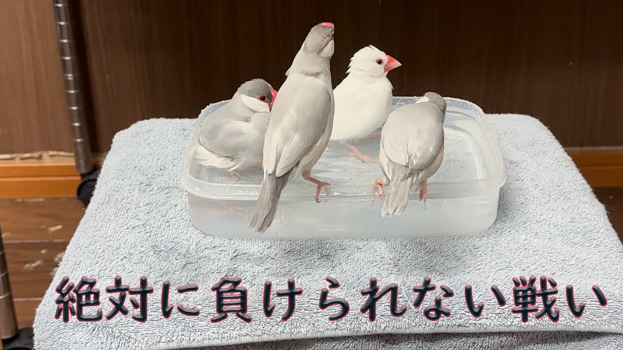 シルバー文鳥】男たちの戦いwithみなとザウルス(水浴び) - YouTube