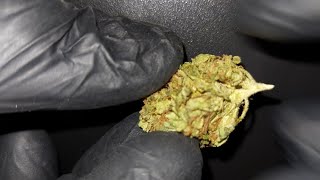 REVIEW in 4k 🍋 #Vayamed22/1  #Cannabis #Flos 22,5% #THC vergleichbar mit dem #Pedanios22/1