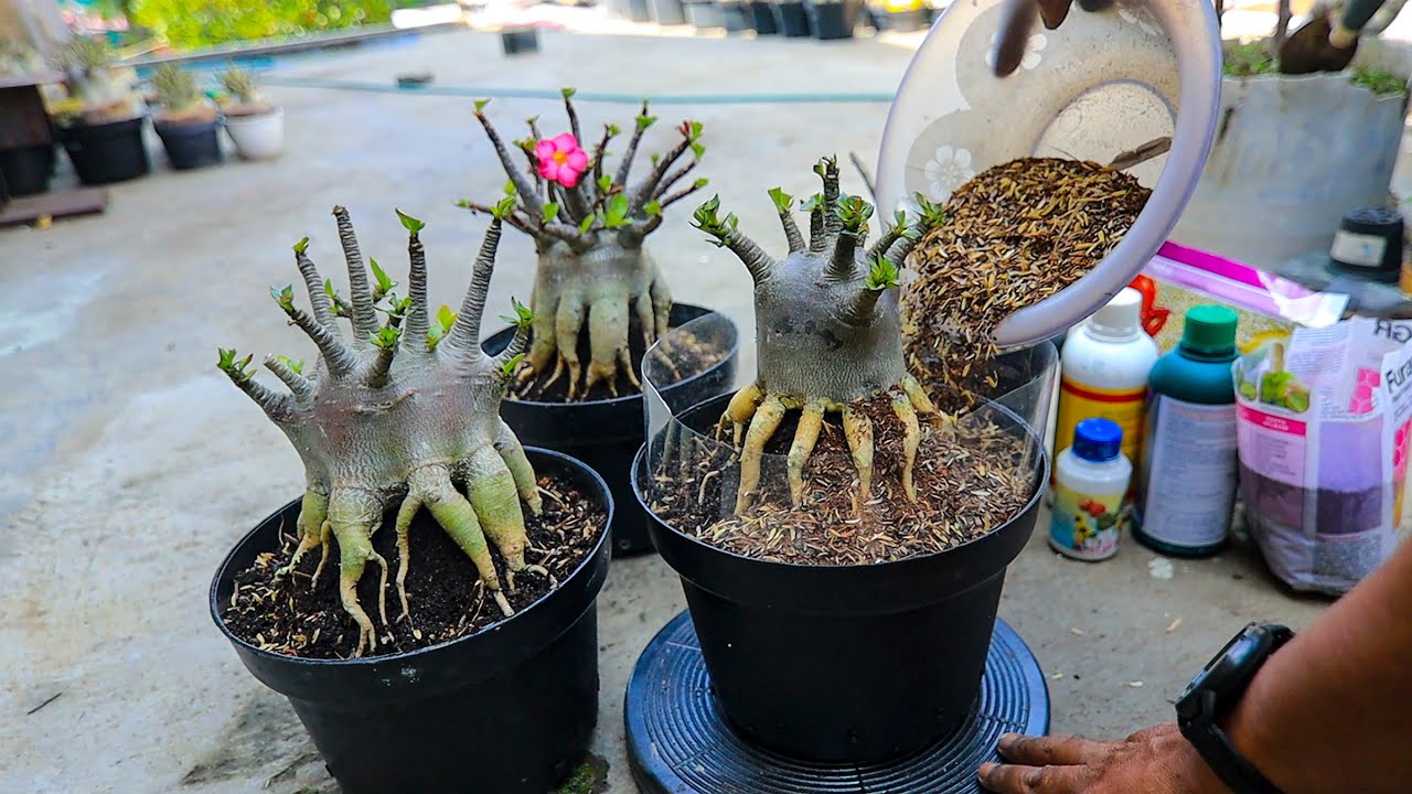 How to Prevent Root Rot When Repotting Replace Adenium Planting Media