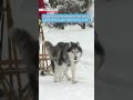 Dog-sled race in Hokkaido a howling good timeーNHK WORLD-JAPAN NEWS #shorts
