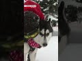 Dog-sled race in Hokkaido a howling good timeーNHK WORLD-JAPAN NEWS #shorts