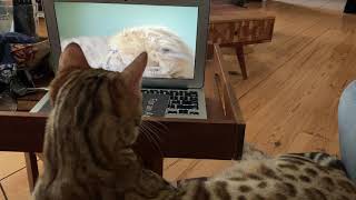 Rusty slighty alarmed - Ifness Bengal Cattery by Ilona Koeleman-Lubbers 29 views 2 years ago 29 seconds