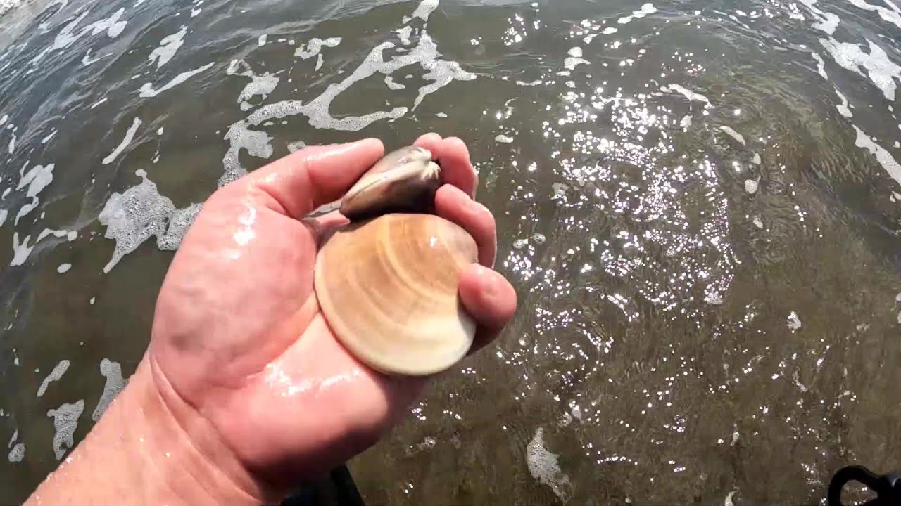 【大洗サンビーチ】遂にシーズン到来！！巨大天然ハマグリがザクザク採れる秘訣を教えます【塩抜き】
