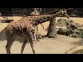 Oakland Zoo - May 2022 : Giraffes, Bears, Monkeys, and more