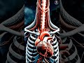 Gravity Defying Heart #ancientearth