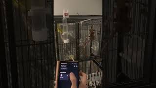 Dina and Aura’s remote door switch #birds #budgies #smarthome #switchbot