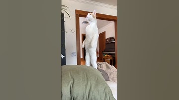He Forgot That He Was a Cat 😂