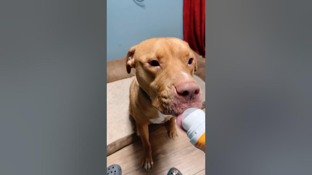 Pit Bull Reviews New Treat 😂 wholesome dogs doglover review YouTube