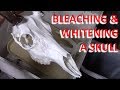 Bleach and Whiten A Deer Skull For European Mount (Part 2)