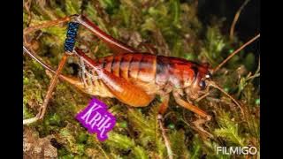 bunyi cengkerik | crickets sound effect | ringtone | mp3