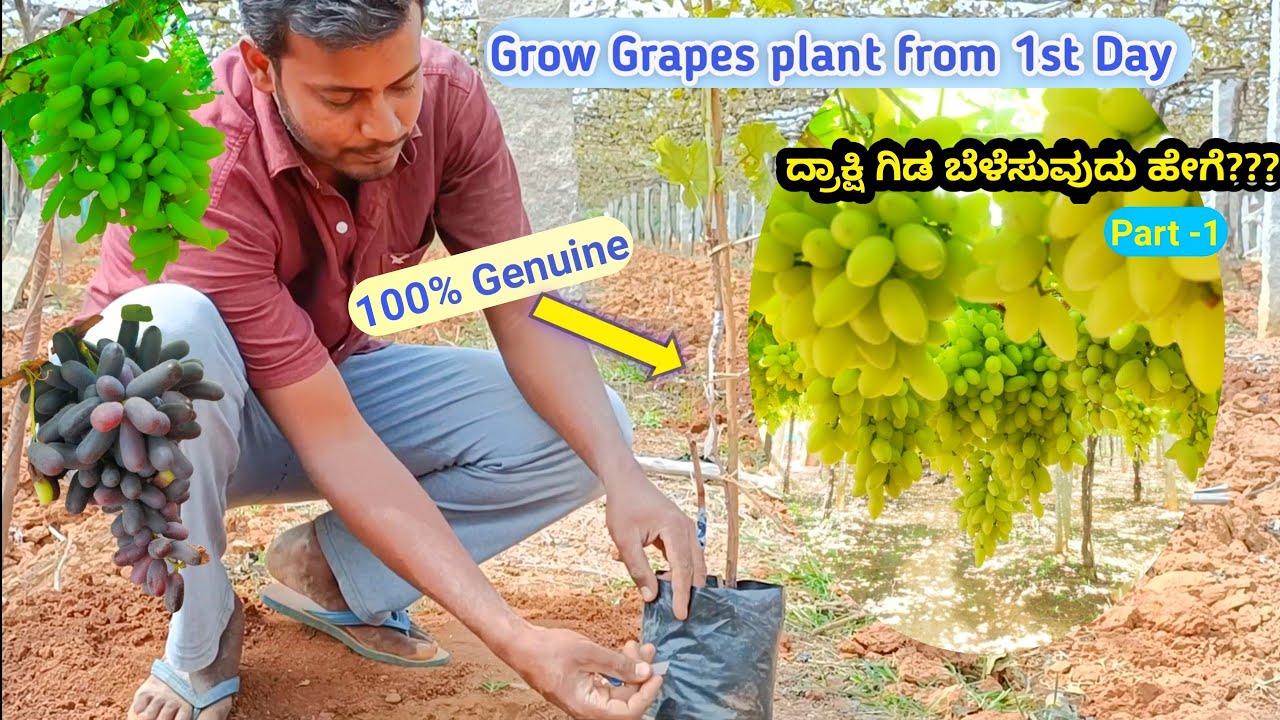 Grow Grapes plant at Home easily ,seedless or seed grapes ದ್ರಾಕ್ಷಿ ಗಿಡ ಬೆಳೆಸುವುದು ಹೇಗ. Part