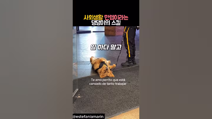 사회생활 만렙이라는 댕댕이의 스킬 #동물 #강아지