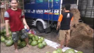 Unloading Red Watermelons Bali Flower Pemalang Fruit Market