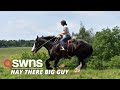 Meet Phantom the rescue horse from US that is over 2m TALL | SWNS