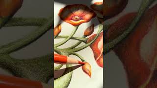 California Poppy in Colored Pencil. California Poppy in Colored Pencil.