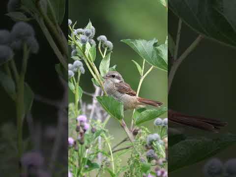 Жулан и пчела (Lanius cristatus). #птицы #birds #wildlife #природа #nature