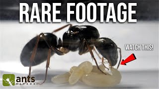 Rare & Beautiful Footage Of A Queen Ant Raising Her First Babies | Day 32