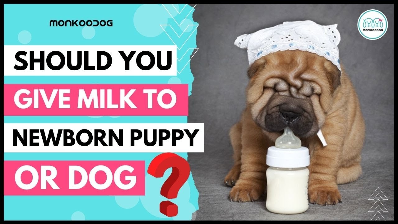 is it good to give puppies milk