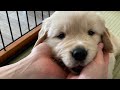 お饅頭のように可愛かった子犬が、ついに成犬になりました。