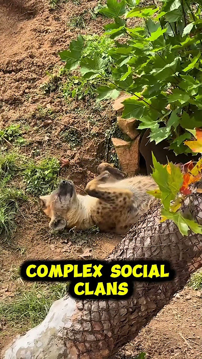 The Secret Strengths of the Hyena #wildlife #animals