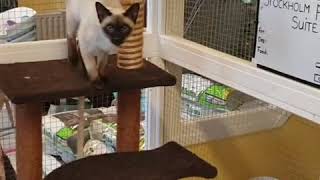 Traditional Siamese