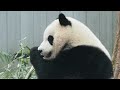 National Zoo Pandas