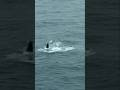 Dophin fish #wildlife #oceanlife
