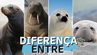 Diferença entre FOCA, LEÃO-MARINHO, MORSA e ELEFANTE-MARINHO