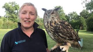 Norman the European Eagle owl and his evening training