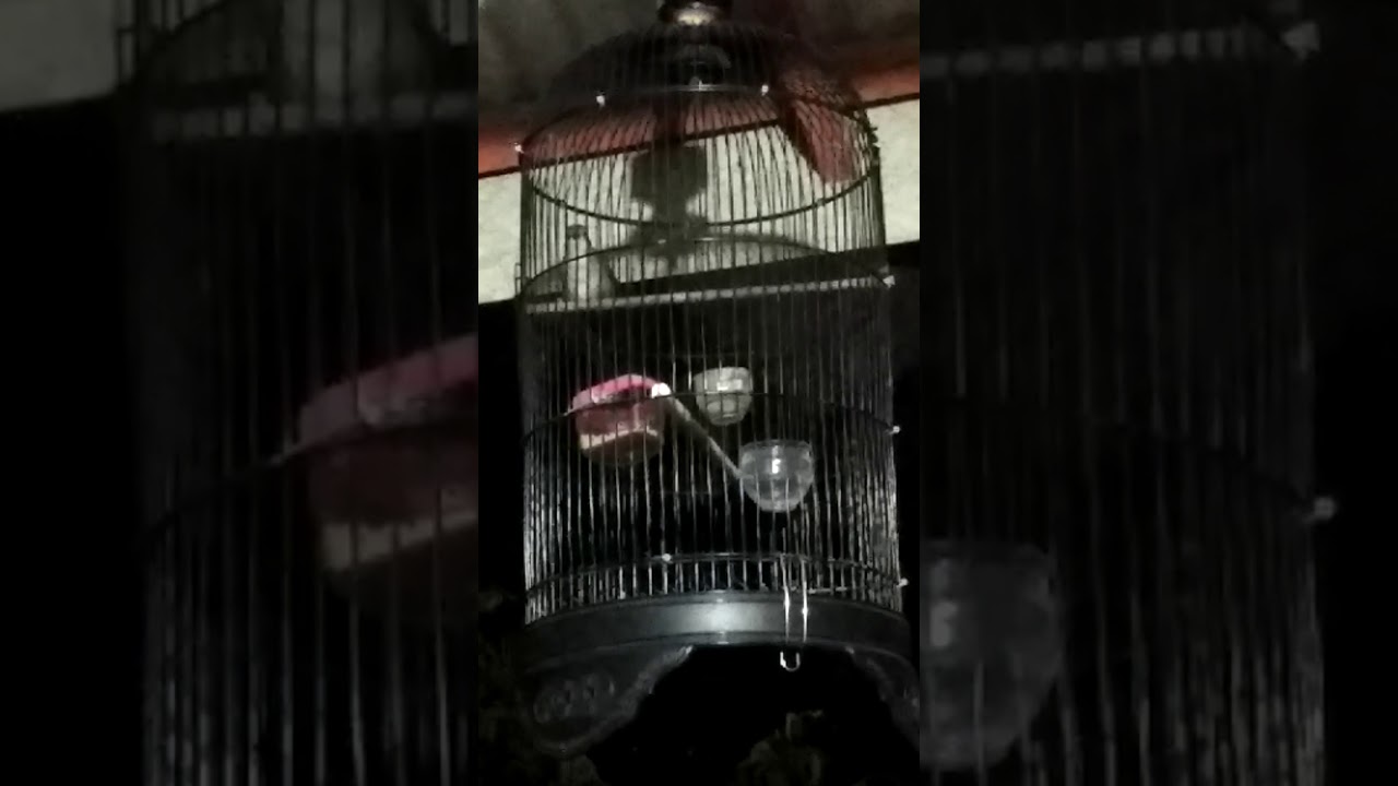 Suara Burung Pelanduk Semak 5 