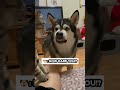 This Husky Was NOT Happy About That 😳#viral #shorts #funny #dog