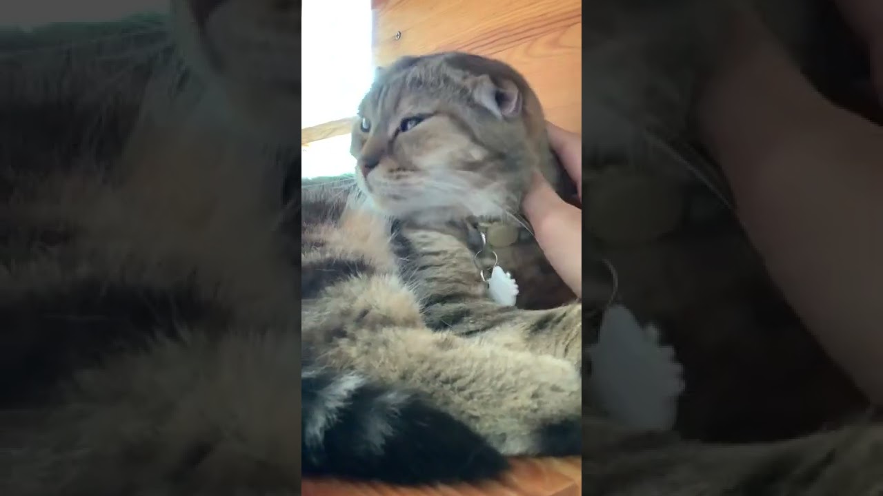 ewe-don-t-touch-me-please-human-youtube