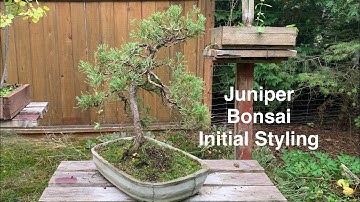 Juniper Bonsai - Nursery Stock into Bonsai - Explaining My Design Process