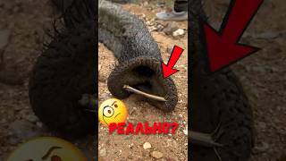 🐘 Зачем в хобот слона вставляют палочки? #слоны #животные #шортс