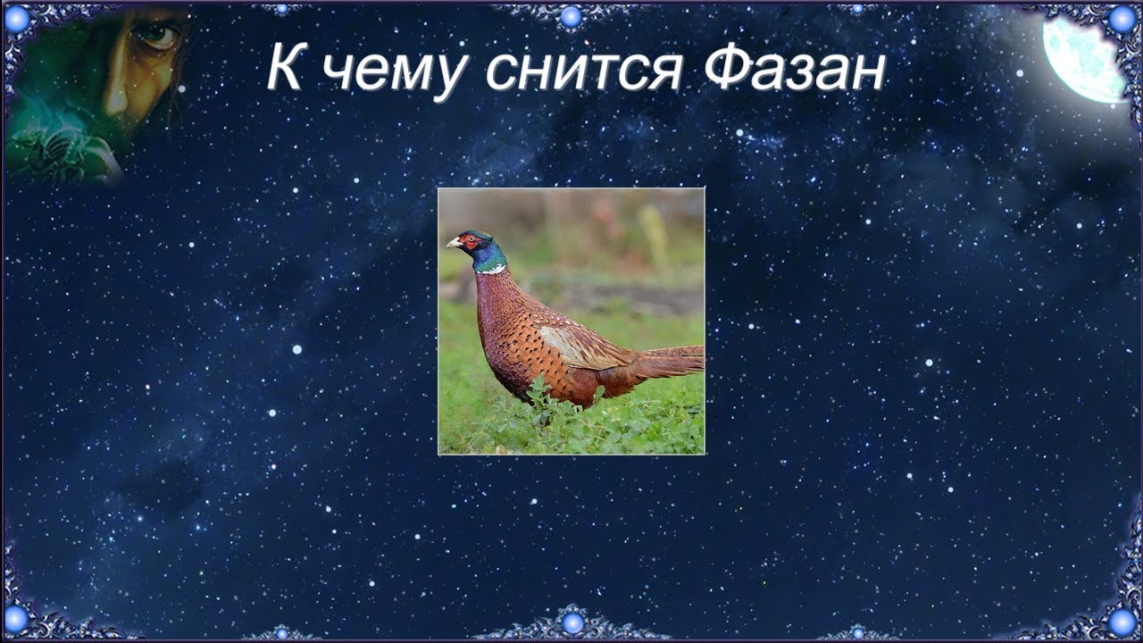 Сонник видеть птиц. К чему снится фазан. фазан сонник. фазан приснился чему. к чему снится глухарь.