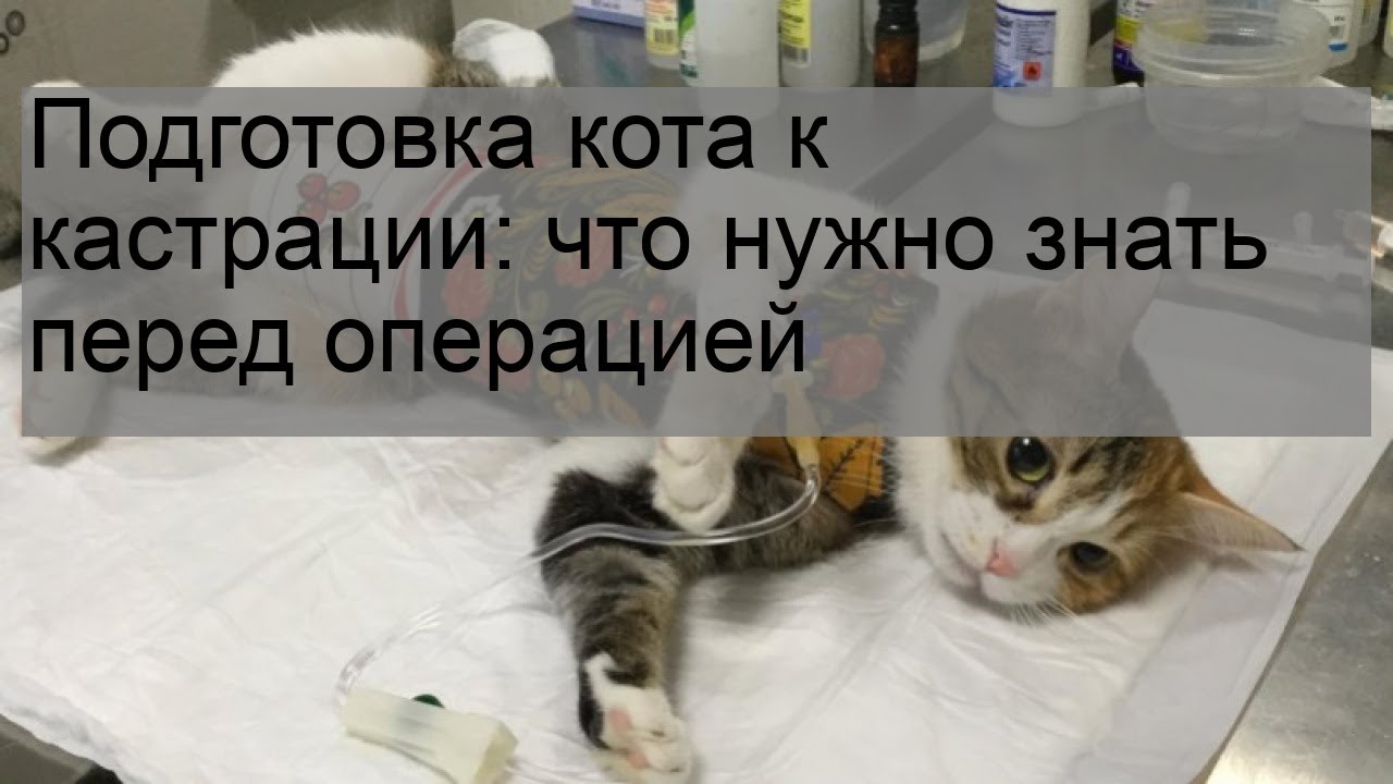 Перед стерилизацией кошки не кормить