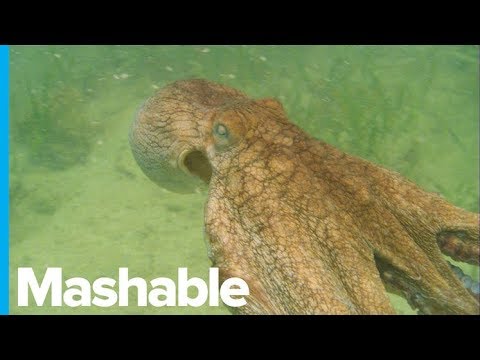 Octopuses Are Being Given Ecstasy in the Name of Science