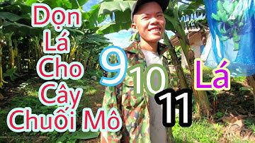 CẮT DỌN LÁ CHO CÂY CHUỐI XUẤT KHẨU SANG NƯỚC NGOÀI | Chủ Lâm TV