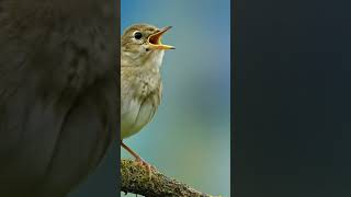 Tes Mental Murai! 🔥 Suara Pancingan 4000Hz 85dB | Burung Langsung Respon!